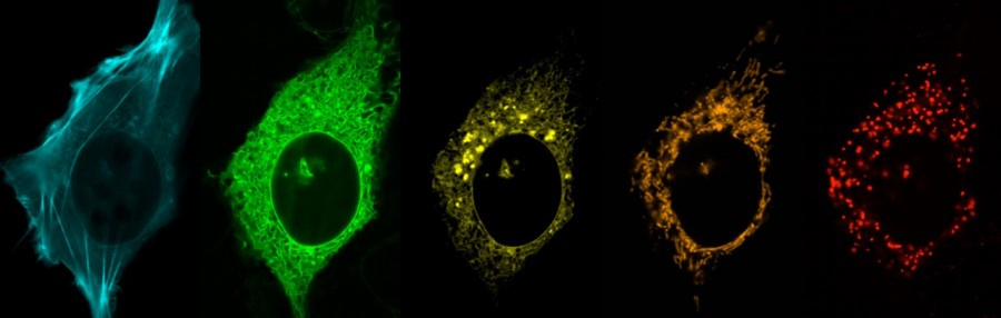 multiorganelle